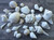 Seashell Mix 5 Pounds assorted seashells 