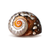 Hermit Crab Shell 1 African Sarmaticus Turbo Shell 2.5"-3" Opening approx. 1"-1 1/4"Hermit Crab House for Décor 