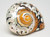 African Sarmaticus Turbo Shell front view 2
