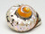 African Sarmaticus Turbo Shell top view 2