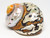 African Sarmaticus Turbo Shell  1 1/2"-2"