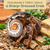 African Sarmaticus Turbo Shell  3"-3 1/2"