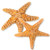 Sugar Starfish 6" - 7"  (Set of 2)