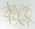 White Finger Starfish top view 