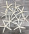 Large White Finger Starfish top view 