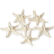 Knobby Starfish  White 3" to 6" (Set of 6)