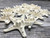 Knobby StarFish White 2" to 3 1/2" (Set of 12)