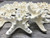 Knobby StarFish White 2" to 3 1/2" (Set of 24)