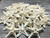 Knobby StarFish White 2" to 3 1/2" (Set of 48)