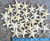 24 Knobby White Starfish top view with measurements 