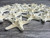 24 Knobby White Starfish side view zoomed in
