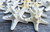 48 Knobby White Starfish side view zoomed in 