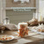 Brown Sugar StarFish 2" to 3"  (Set of 25)