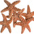 5 Brown Sugar Starfish top view zoomed in