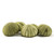 Sea Urchin 5 Green Sea Urchin Shells 1.5"-2.5" for Crafts and Decor