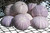 8 Purple Sea Urchin displayed 