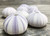 8 Purple Sea Urchin displayed on table 