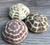 Sea Urchin 3 Alphonse Sea Urchin Shells 2.5"-3" for Crafts and Decor 