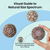 Sea Urchin 3 Large Alphonse Sea Urchin Shells 3"-4" for Craft and Decor 