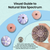 Sea Urchin Collection 5 Assorted Sea Urchins for Craft and Decor 