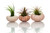 3 Pink Sea Urchins and Tillandsia Air Plant Gift Set