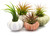 4 Varieties of Sea Urchins with Tillandsia Air Plant Gift Set