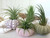 4 Varieties of Sea Urchins with Tillandsia Air Plant Gift Set