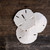 Sand dollar top view 3