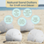 Sand Dollars 3"-3 1/2" (Set of 4)