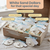 Sand Dollars 3"-3 1/2" (Set of 6)
