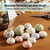 Sea Urchins 12 Assortment of Imperfect Sea Urchin Shells for Crafts and Decor
