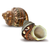 Hermit Crab Shells 1 Brown and 1 Banded Petholatus Polished Turbo Shells 2"-2.5" Hermit Crab House for Décor