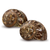Hermit Crab Shells 2 Brown Petholatus Polished Turbo Shells 2"- 2.5" Hermit Crab House for Décor