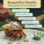 Hermit Crab Shells 2 Brown Petholatus Polished Turbo Shells 2"- 2.5" Hermit Crab House for Décor