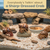 Hermit Crab Shells 2 Brown Petholatus Polished Turbo Shells 2"- 2.5" Hermit Crab House for Décor