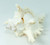 Murex Ramosus Shell | 1 Murex Sea Shell | 6-7" Large