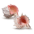 Hermit Crab Shells 2 Pink Murex Seashell 3" -4" Hermit Crab Home for Decor 