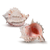 Hermit Crab Shells 2 Pink Murex Seashell 3" -4" Hermit Crab Home for Decor 