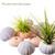 Sea Urchins 6 Pink Sea Urchin Shell & 6 Purple Sea Urchin Shell for Craft and Decor