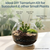 DIY Terrarium Succulent Planter Kit | Includes Hoffman Soil Mix, Charcoal, Orchid Bark, Decorative Pea Gravel Reindeer Moss