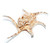 Spider Conch Sea Shell | Lambis Chiragra 7-8" Shell