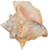 Front of Conch Shell