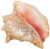 Top View of Conch Shell