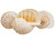 Hermit Crab Shells | Turbo Shells | 3 Spotted Tonna Shells 3.5"- 4.5" | Hermit Crab House for Décor