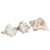 Hermit Crab Shells | Turbo Shells | 3 White Murex Shells 2.5"- 3.5" | Hermit Crab House for Décor