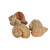  3 Rapana Shells front and side view 