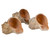 3 Rapana Shells opening view