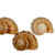  3 Rapana Shells front view