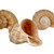  3 Rapana Shells opening and front view