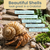 Hermit Crab Shells 3 Rapana Shells 2"- 3" Hermit Crab House for Décor